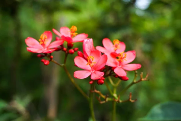 Jatropha Integerrima Flor Jardín Naturaleza — Foto de Stock