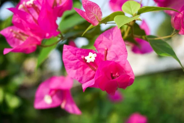 Flor Bougainvillea Rosa Jardim Natureza — Fotografia de Stock