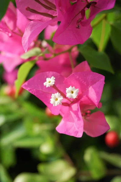 Rosa Bougainvillea Blomma Naturen Trädgård — Stockfoto