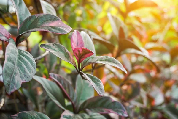 天然园林中新鲜的紫菜植物 — 图库照片