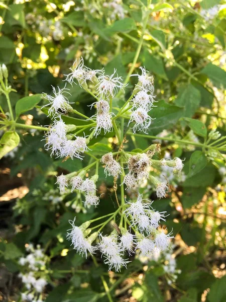 自然の庭で白いChromolaena匂い田の花 — ストック写真