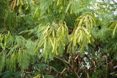 Taze yeşil lucaena glauca tohumları doğa bahçesinde