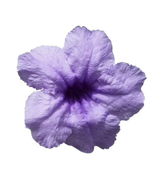 Lila Ruellia Tuberosa Blume Auf Weißem Hintergrund — Stockfoto