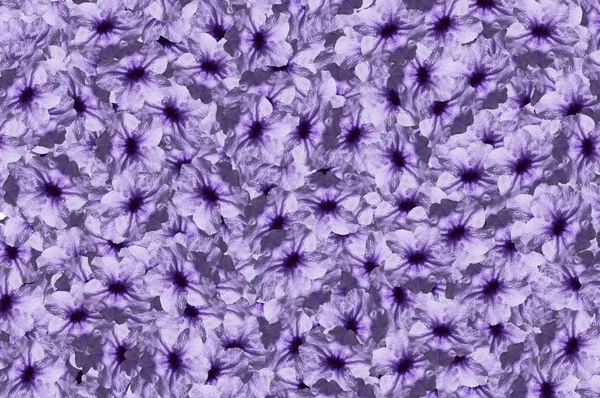 Blau Ruellia Tuberosa Blume Muster Hintergrund — Stockfoto