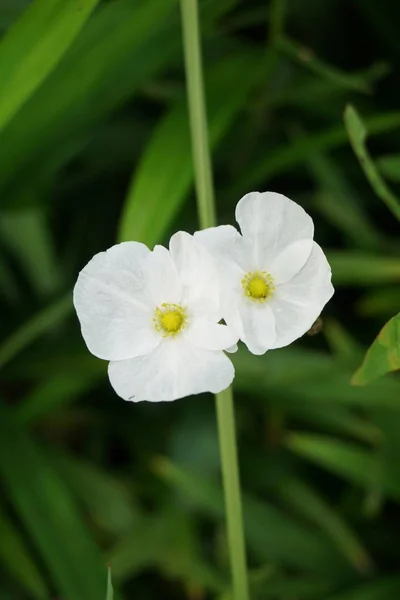 自然界花园中的白色仙人掌花 — 图库照片
