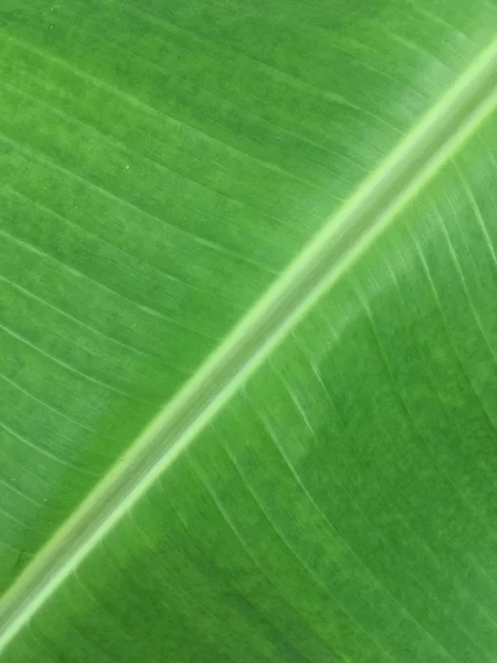 Friss Zöld Banánlevél Textúra — Stock Fotó