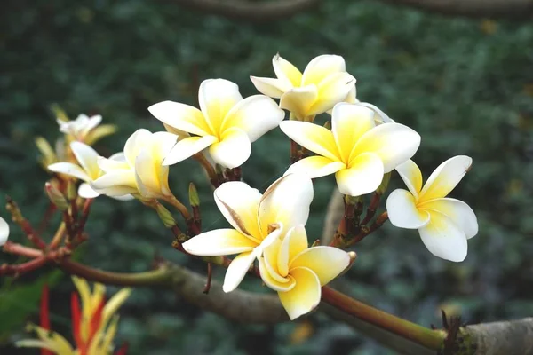 Fleur Plumeria Blanche Dans Jardin Naturel — Photo