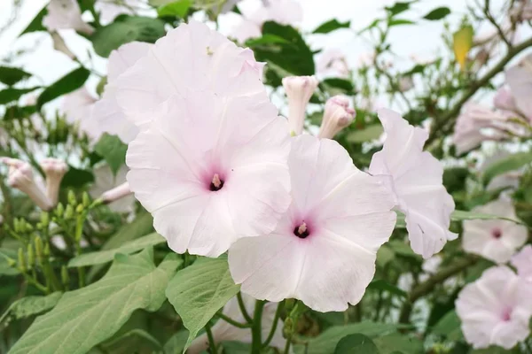 Morning Glory Flower Nature Garden — Stock Photo, Image