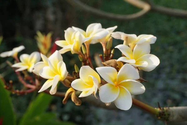 Flor Plumeria Branca Jardim Natureza — Fotografia de Stock