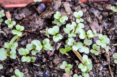fresh green brassica alboglabra plant in nature garden clipart