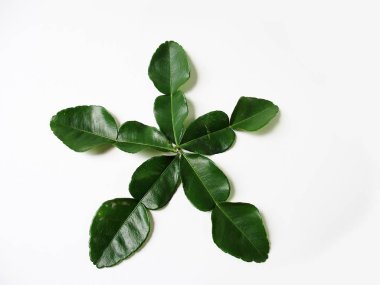 Beyaz arka plan üzerinde taze yeşil Güney Afrika'da bir kabile kireç yaprakları