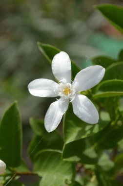 Beyaz wrightia antidysenterica çiçeği doğa bahçesinde