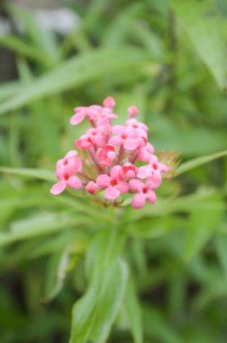 Doğa bahçesinde pembe Panama gülü