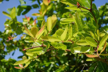 yeşil carissa carandas bahçedeki dal ağacı