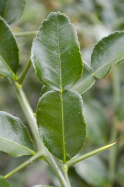 Bahçe, narenciye hystrix Dc yeşil kiffir kireç yaprakları.