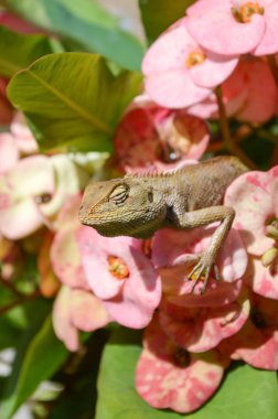 bahçede pembe çiçek üzerinde bukalemun