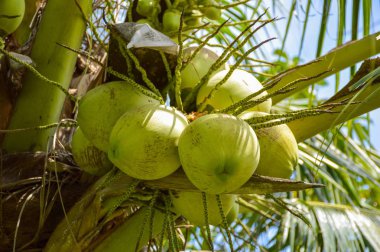 Hindistan cevizi ağacı doğa bahçesinde