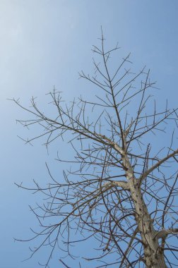 Doğa bahçesindeki kuru dal ağacı