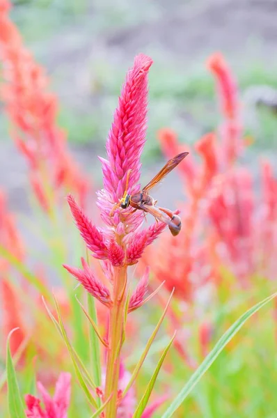 Wasp Pink Celosia Flower Garden — Stock Photo, Image