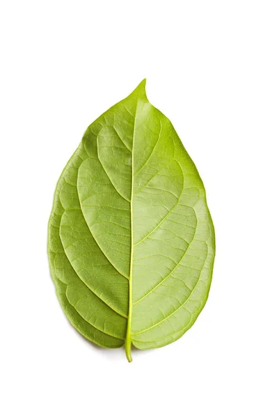 Seco Verde Combretum Indicum Folhas Sobre Fundo Branco — Fotografia de Stock