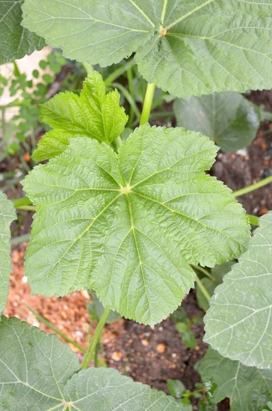 Folhas Verdes Frescas Abelmochus Esculentus Jardim Natureza — Fotografia de Stock