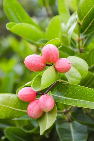 Rote Carandas Naturgarten — Stockfoto