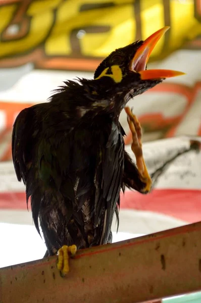 Commune Colline Myna Oiseau — Photo