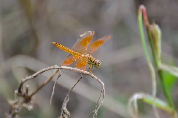 Close Small Dragonfly Dry Plant — Stock Photo, Image