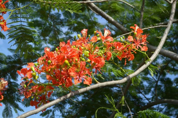 Flama Roja Flor Boyante Jardín Naturaleza — Foto de Stock