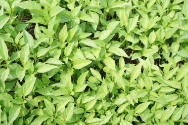 Doğa bahçesinde taze yeşil acı biber ağacı