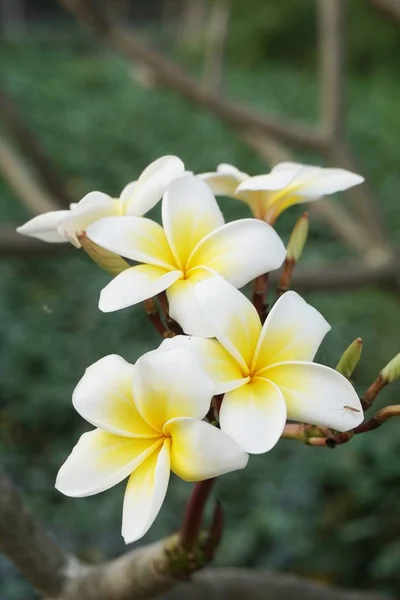 Flor Plumeria Branca Jardim Natureza — Fotografia de Stock