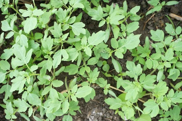 Solanum Lycopersicum Albero Nel Giardino Naturale — Foto Stock