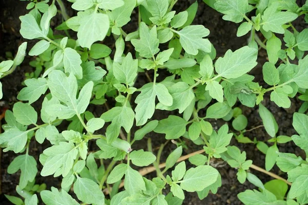 Solanum Lycopersicum Albero Nel Giardino Naturale — Foto Stock