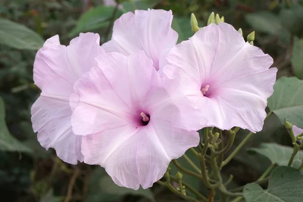 Manhã Glória Flor Jardim Natureza — Fotografia de Stock