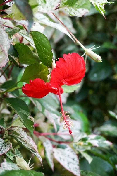 Czerwony Kwiat Hibiskus Syriacus Ogrodzie Przyrody — Zdjęcie stockowe