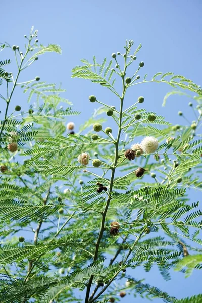 Leucaena Glauca Boom Natuur Tuin — Stockfoto