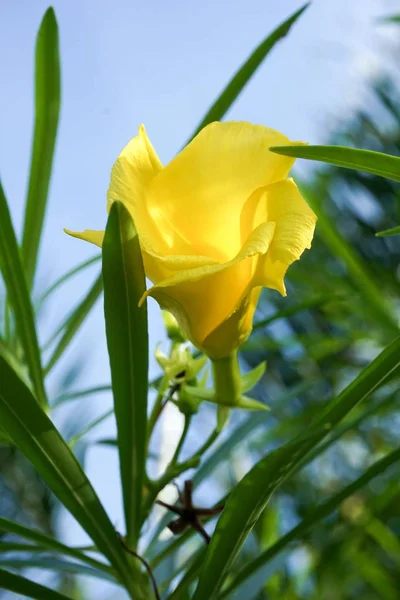 Żółty Cascabela Thevetia Kwiat Ogrodzie Natury — Zdjęcie stockowe