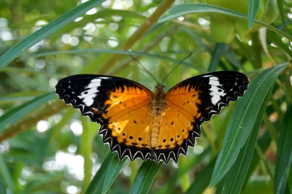 Bela Borboleta Folhas Verdes Jardim Natureza — Fotografia de Stock