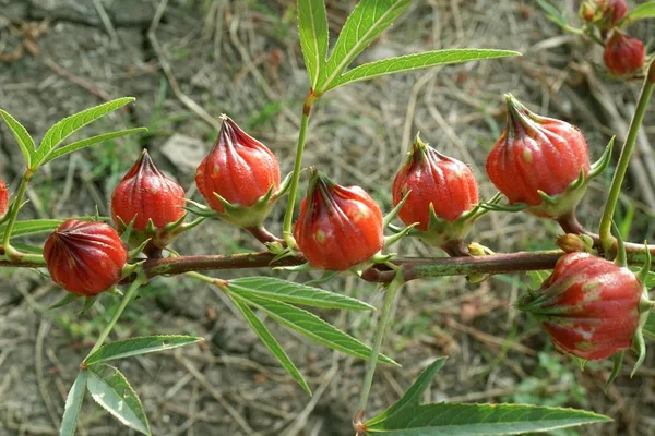 Fleur Roselle Rouge Dans Jardin Naturel — Photo