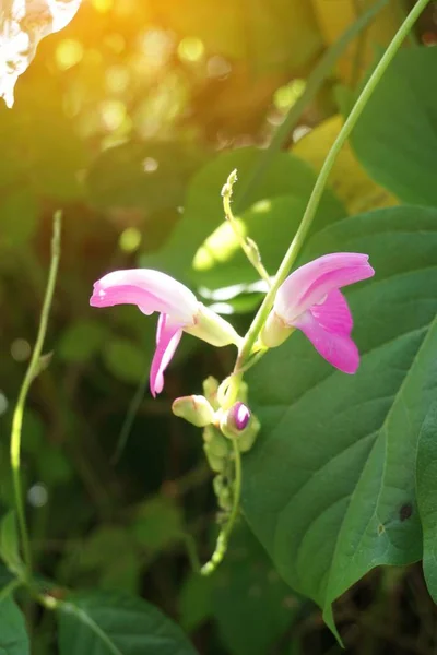 Pourpre Macroptilium Lathyroides Fleur Dans Jardin — Photo