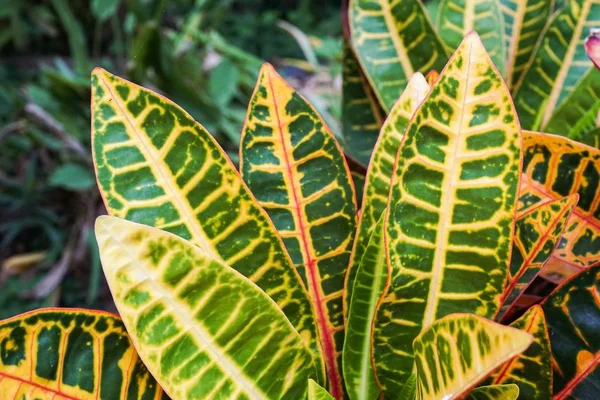 Doğa bahçesindeki Codiaeum varyete bitkileri