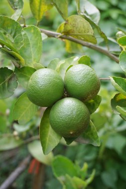 Doğa bahçesinde taze kireç ağacı