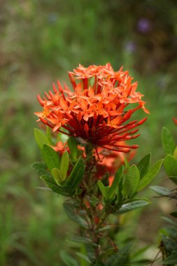 Doğa bahçesinde kırmızı Ixora kakusinea çiçeği