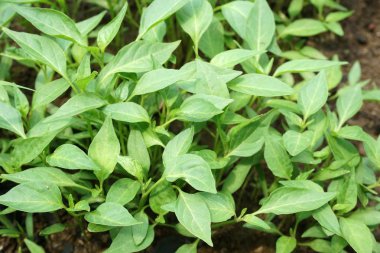 Doğa bahçesinde taze yeşil acı biber ağacı