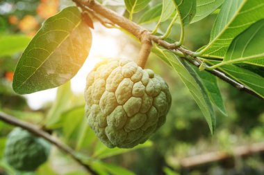Şeker elma ya da Annona squamosa meyve doğa Bahçe
