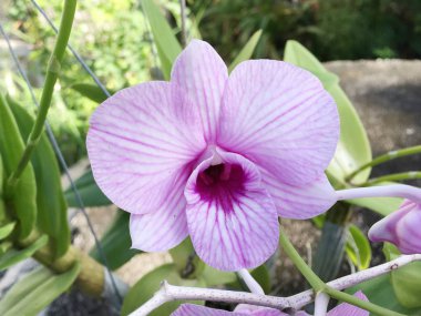 Doğa bahçesinde mor orkide çiçeği