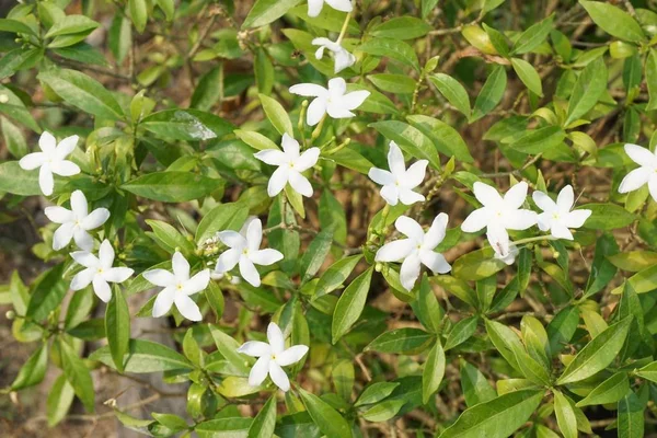 Bahçedeki Nda Beyaz Çiçeği — Stok fotoğraf