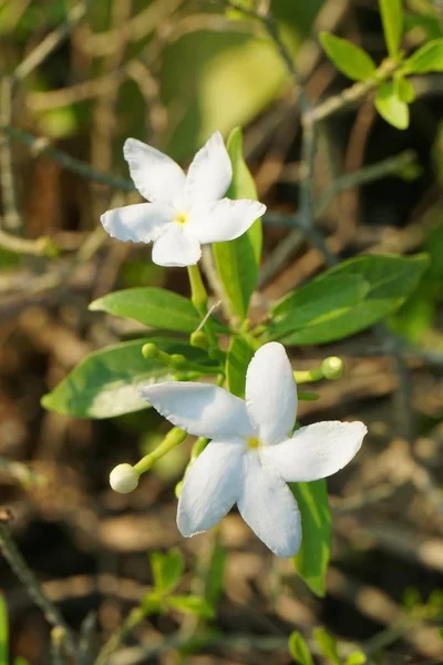 Inda White Flower Garden — Stock Photo, Image