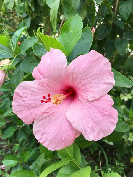 Pembe Hibiscus Syriacus Çiçek Doğa Bahçe — Stok fotoğraf