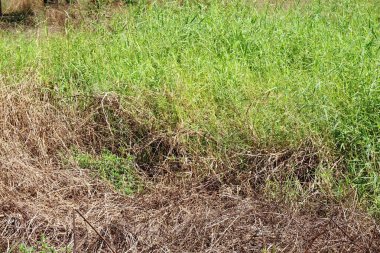 Doğa bahçesinde taze yeşil çimenler